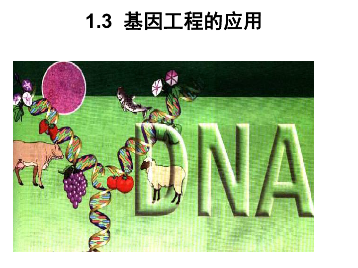 【微课第四期】人教版选修3专题1--1.3基因工程的应用（老久讲生物-53张ppt）课件