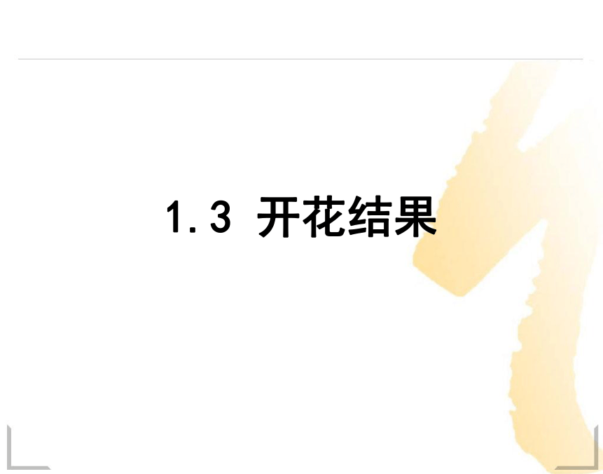 1.3开花结果 课件 (1)
