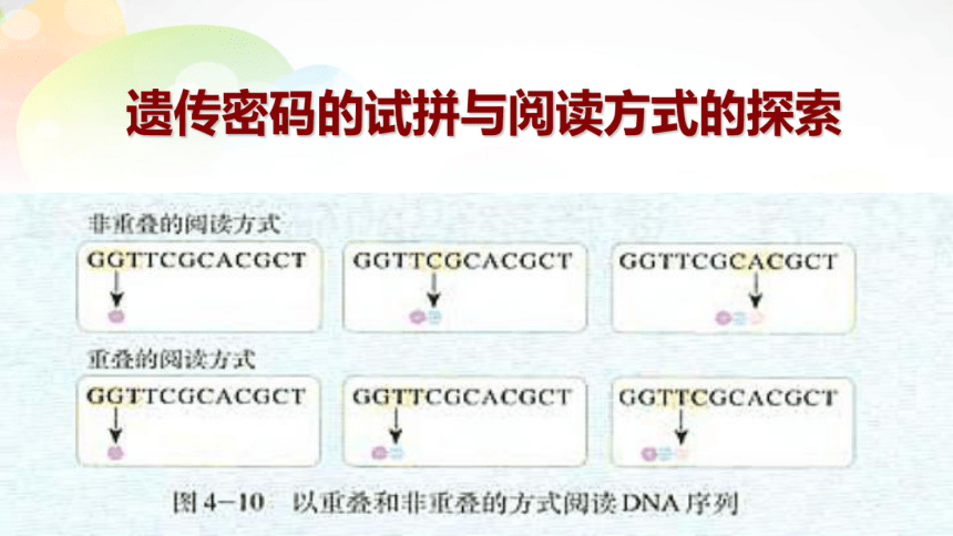 4.3 遗传密码的破译（选学）（共21张PPT）