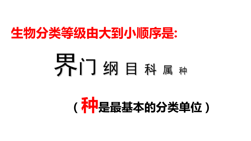 八年级上册生物课件：6. 1.2从种到界(32张ppt）