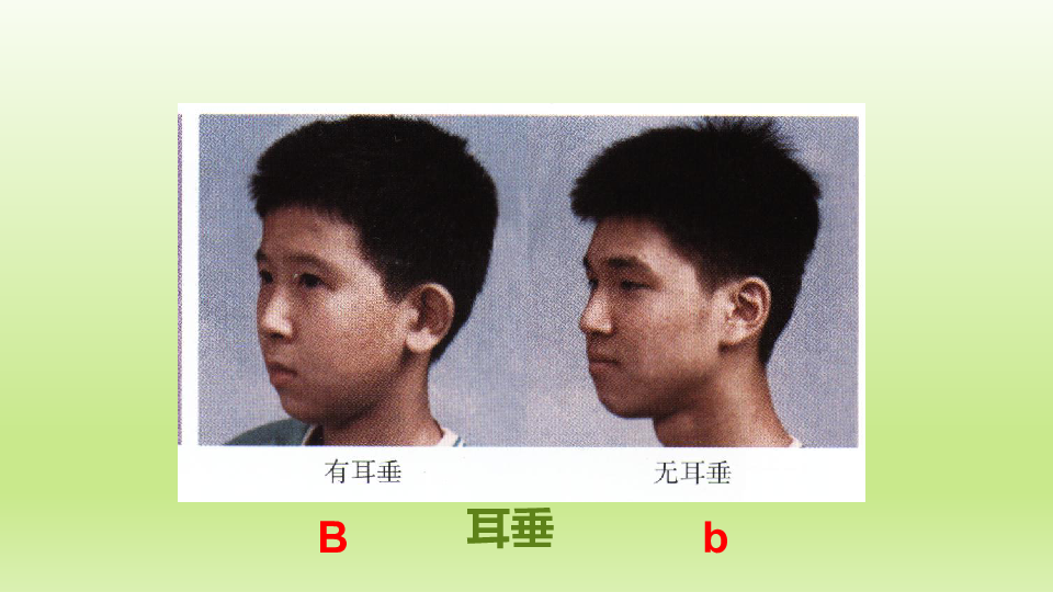 北京版八年级生物上册：11.1 生 物的性状表现  课件（共25张PPT）