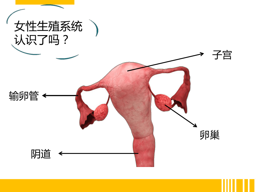 2021--2022学年人教版生物七年级下册  4.1.2 人的生殖课件（共31张PPT）