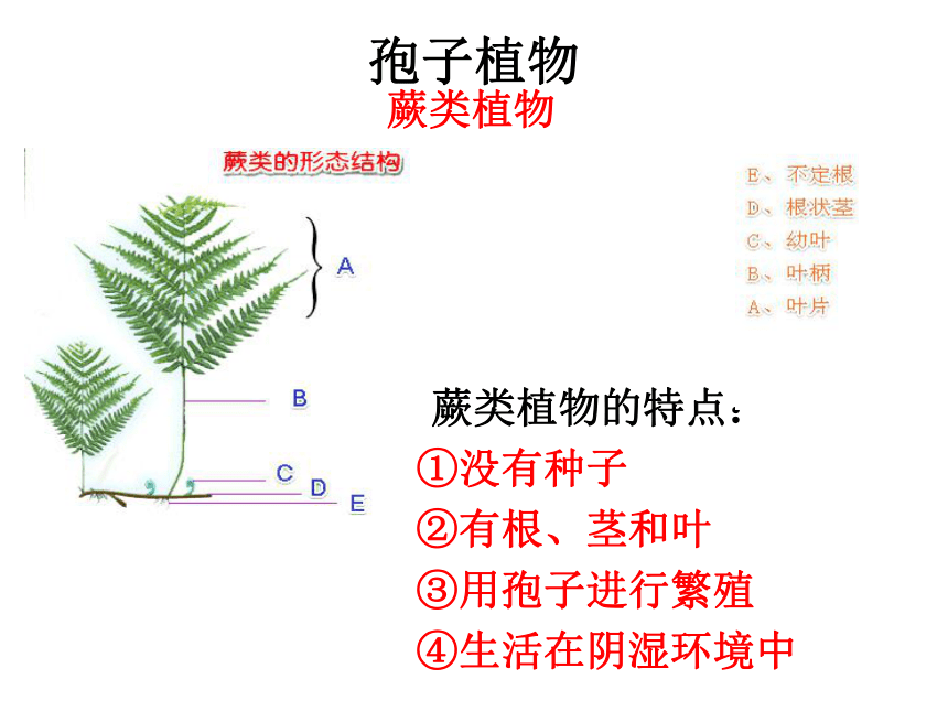 第5节常见的植物（第2课时孢子植物）