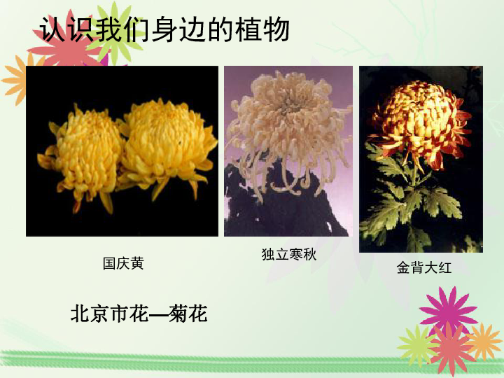 北京课标版生物七年级上册第一章第一节 认识我们身边的植物和动物 课件   ( 共30张PPT)