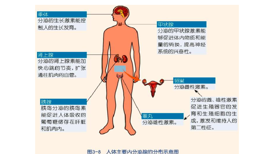 3.2 人体的激素调节 同步课件