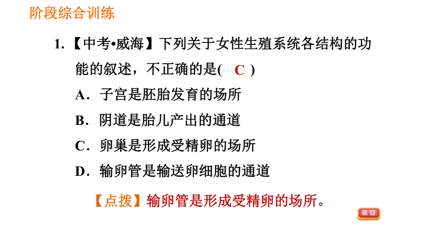 2021春人教版七下生物期末阶段综合训练【生物圈中的人】课件（共35张PPT）