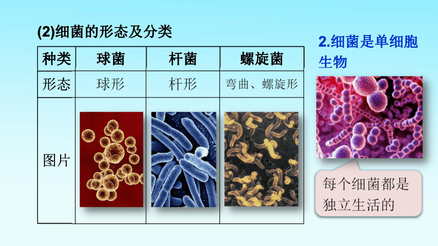 20212022學年初中生物人教版八年級上冊542細菌課件共27張ppt