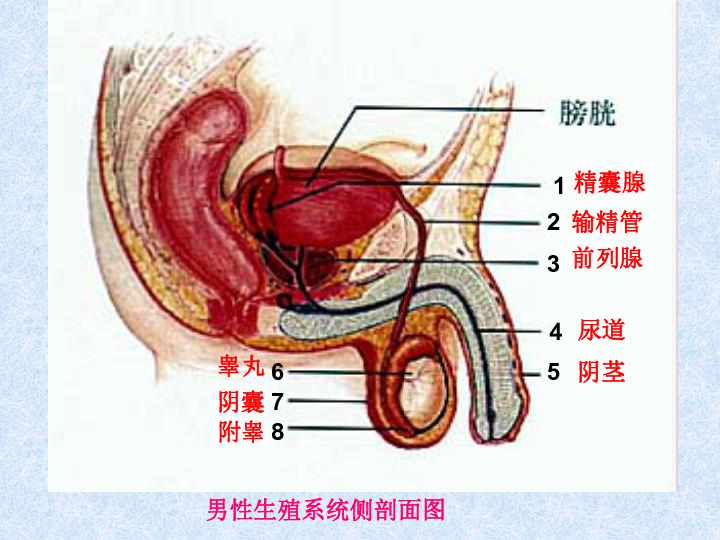 abo腺体在哪个部位后颈图片
