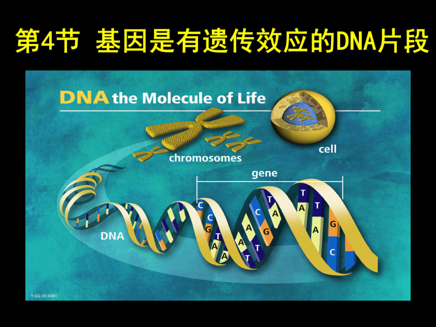 3.4 基因是有遗传效应的DNA片段