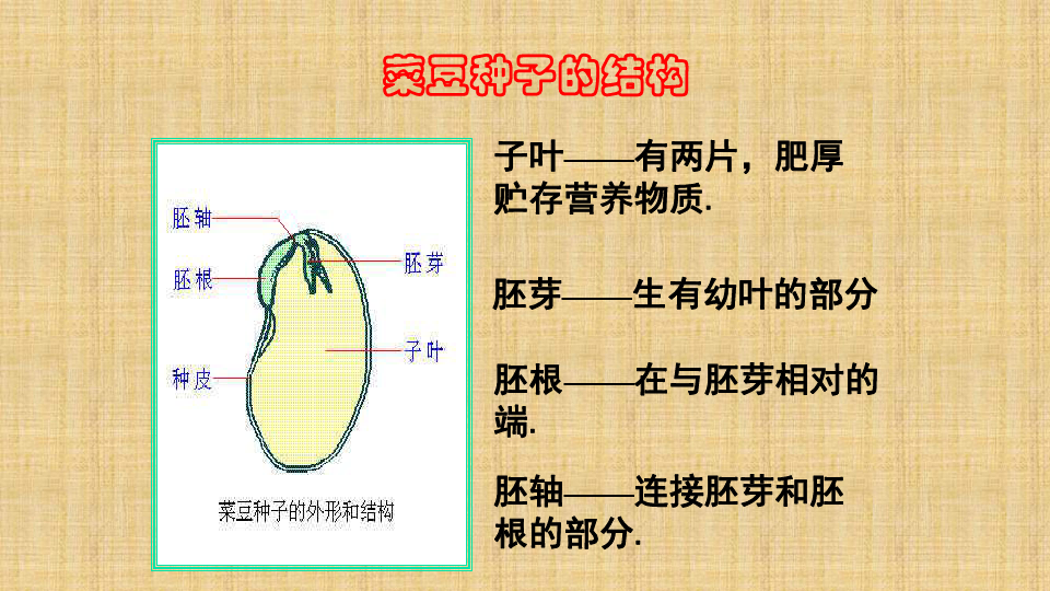 北京版生物八年级下册：13.4 植物  课件（共45张PPT）