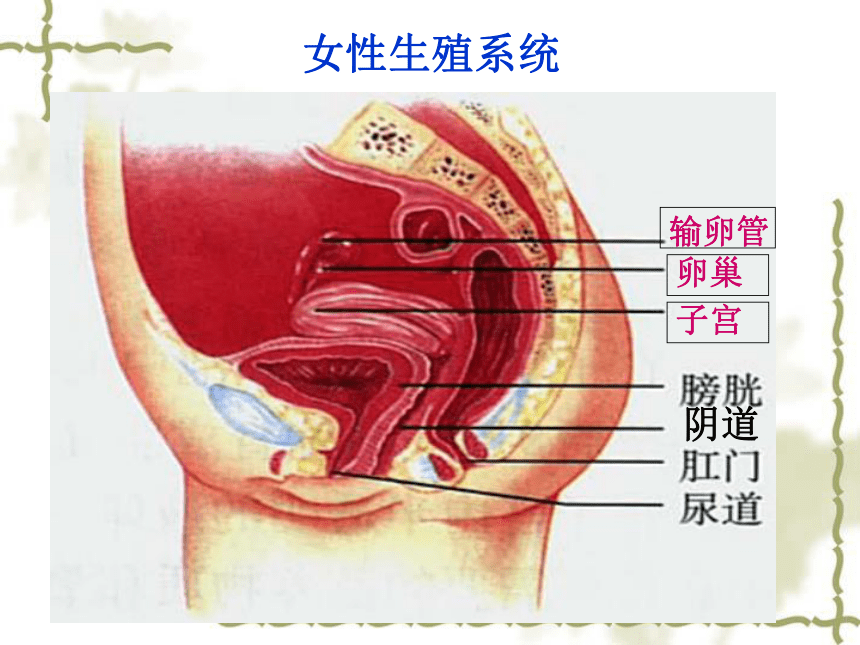 生物课本女性部位男女图片