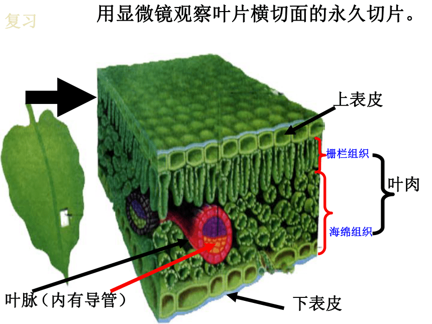 3.4绿色植物是生物圈中有机物的制造者 课件(第一课时，共15张PPT)