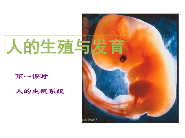 京改版八上生物  10.1 人的生殖和发育 课件(19张PPT)