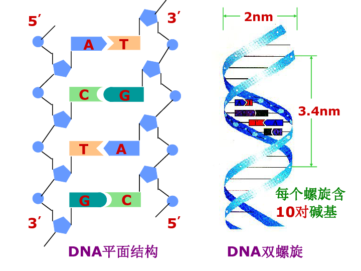 人教新课标高中生物必修二  3.4基因是有遗传效应的DNA片段 课件