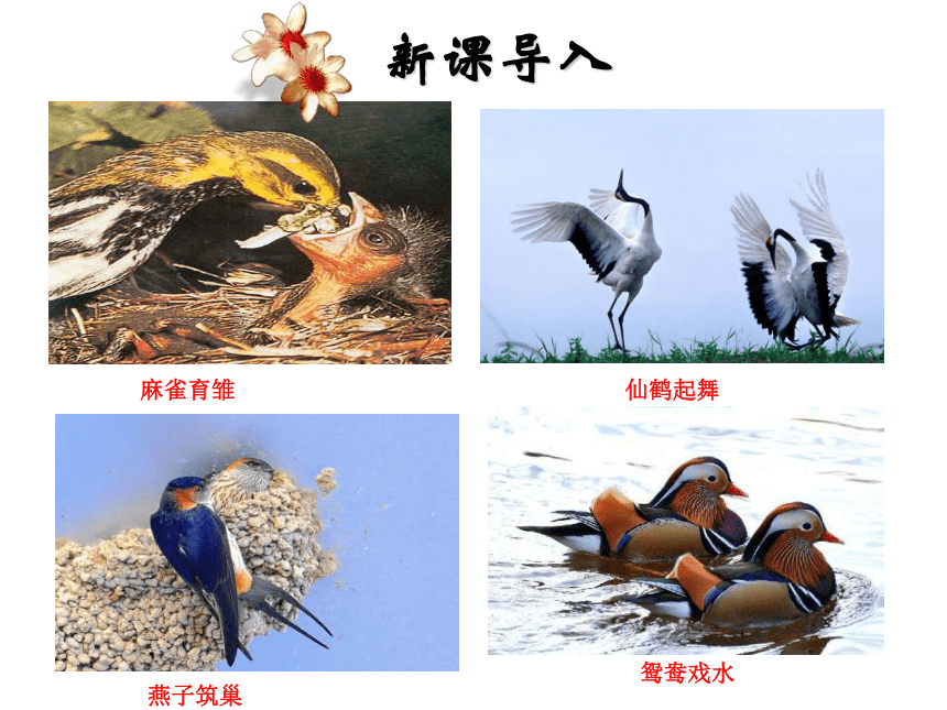 第四节 鸟的生殖和发育 课件（共27张PPT）