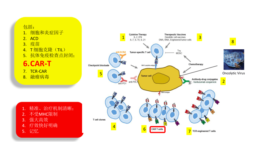 2020-2021学年高中生物竞赛动物细胞工程CAR-T细胞免疫治疗癌症课件（共30张PPT）