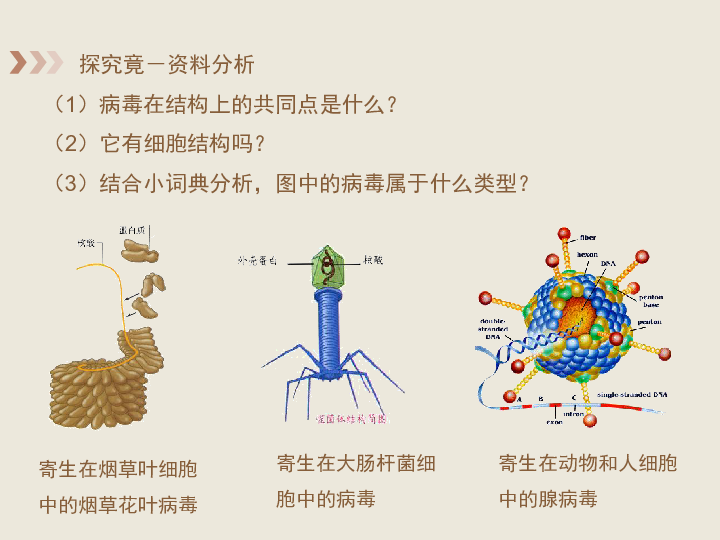 河北少儿版版八上生物第五单元第一章细菌和病毒第2节病毒演示型课件