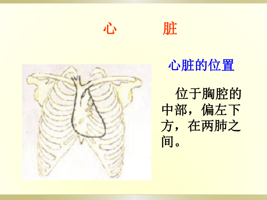 2 心脏和血管 课件