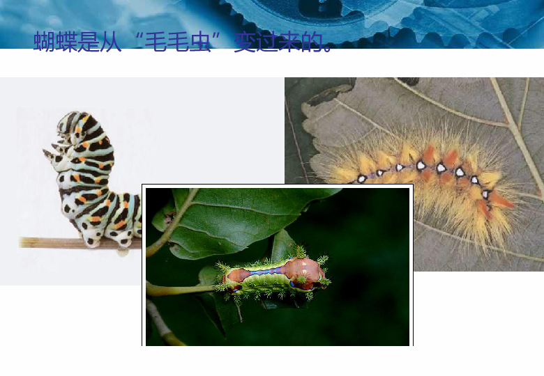 北师大版  昆虫的生殖和发育  课件（共23张PPT）