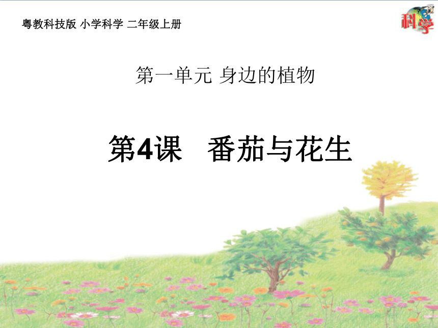 二年级上册第4课《番茄与花生》教学课件（15ppt）