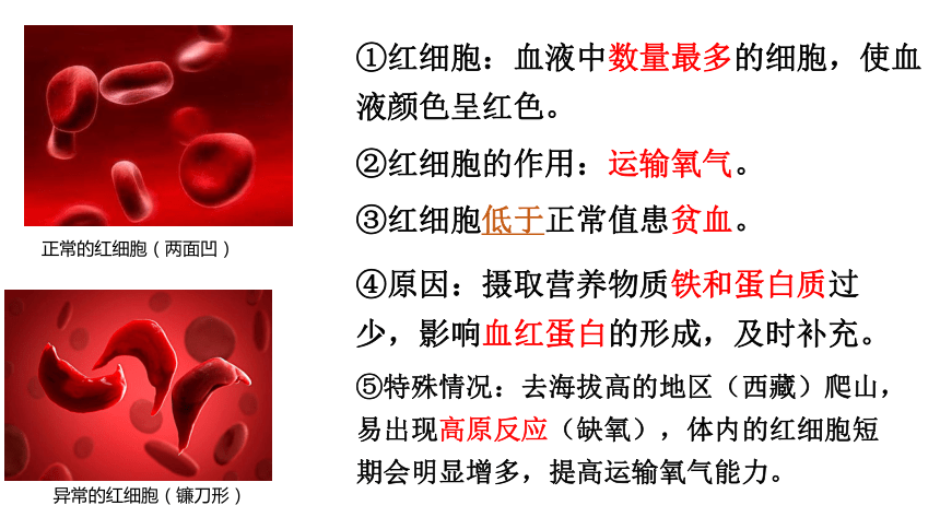 第四單元第四章 第一節 流動的組織—— 血液 課件(14張ppt)