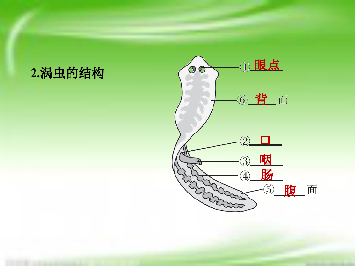 涡虫整体结构图图片