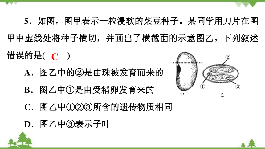 2022年广东中考生物一轮复习第3单元 第6章 绿色开花植物的生活史习题课件共53张ppt 21世纪教育网 8092