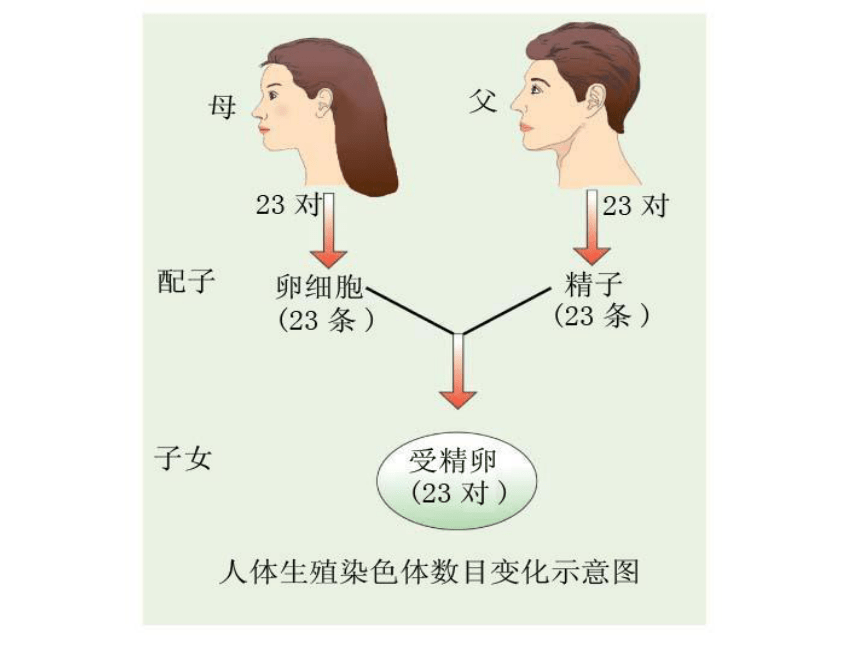 北师大版八上第二十章第二节性状遗传的物质基础课件（共40张PPT）