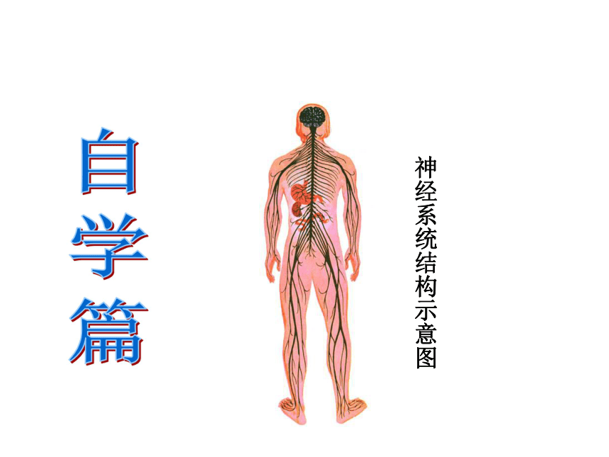 人体生命活动的神经调节