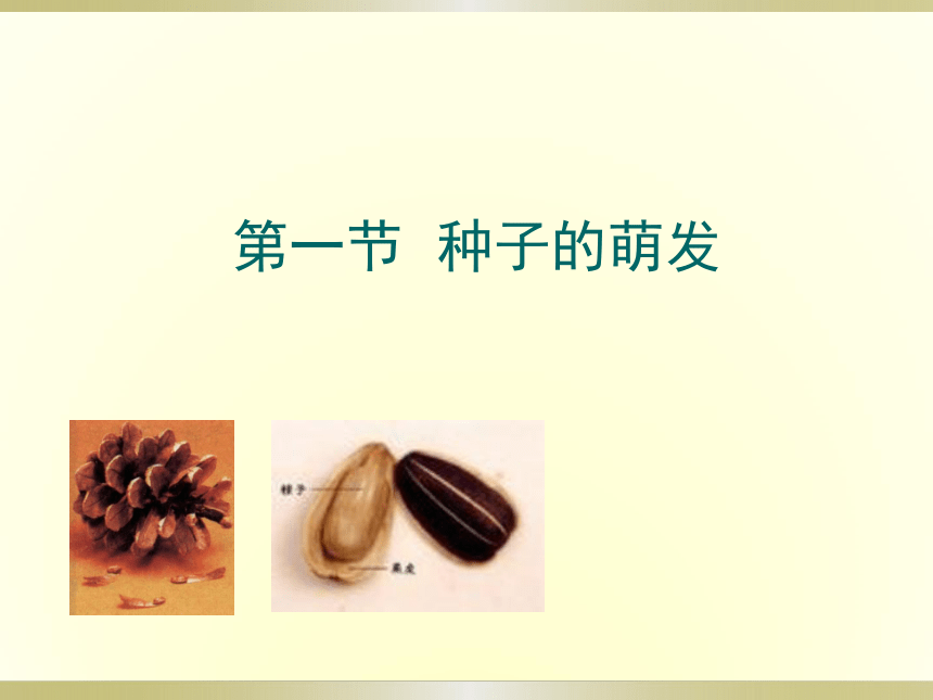 第三单元 第二章 第一节 种子的萌发 课件（共16张PPT）