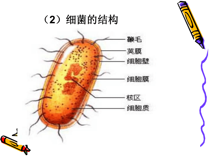 第4节   细菌、真菌和病毒
