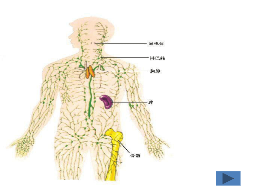 人体有哪五大免疫器官图片