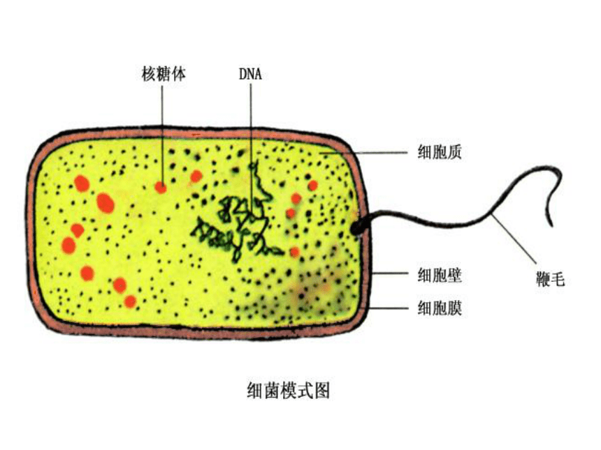 细胞膜的结构和功能