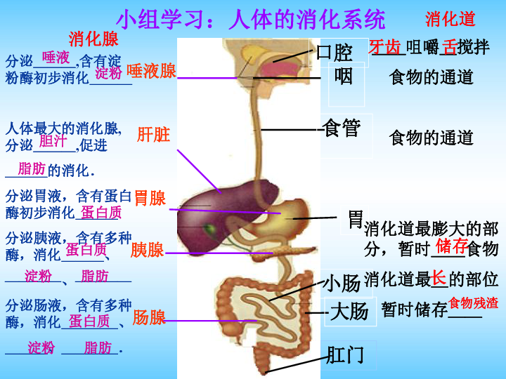 胃的蠕动过程图图片