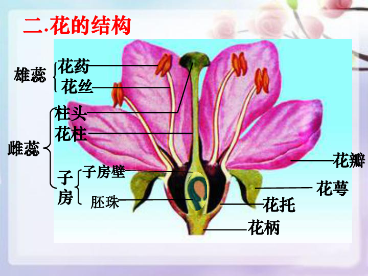 花和果实的结构图图片
