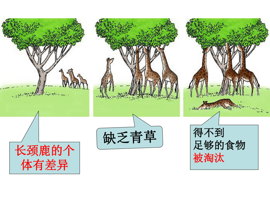 12 探究技能：推断 课件