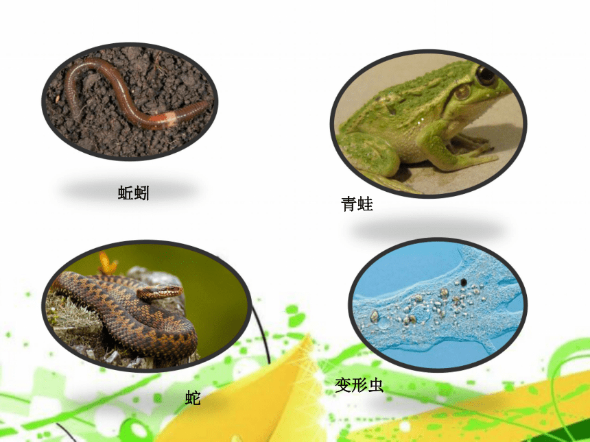 青島版六三制2017秋一年級下冊科學課件414土壤中的小動物課件11張ppt