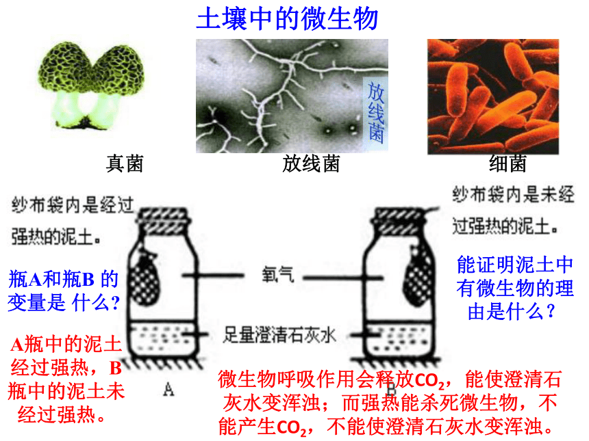 土壤中有什么