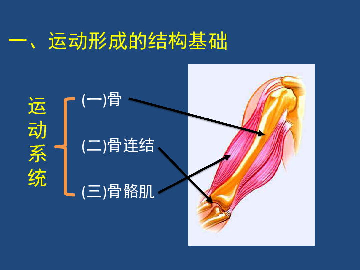 北师大版八上15.2动物运动的形成课件(共29张PPT)