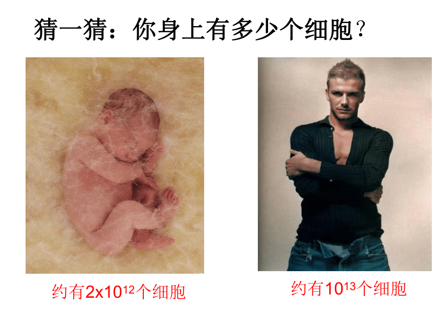 2.3生物体的结构层次