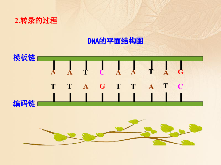 浙科版必修2高中生物第三章遗传的分子基础3.4遗传信息的表达—RNA和蛋白质的合成课件（32张PPT）