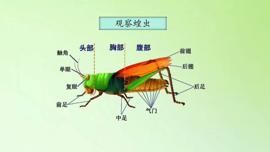 冀人版2017秋科学三年级下册15昆虫课件23ppt