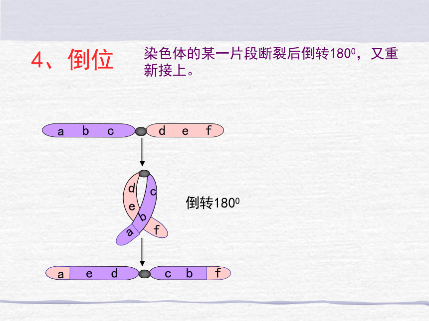 人教版生物必修2 第5章 第2节 染色体变异 教学课件 （共36张PPT）