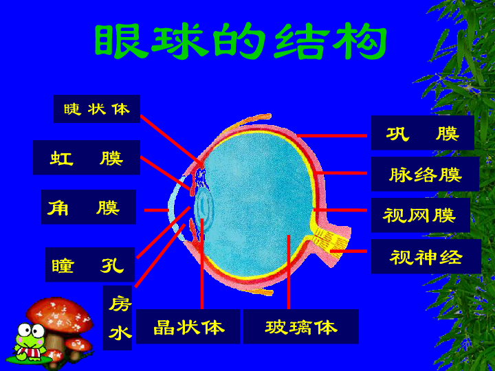 北京版七下生物  8.3 感觉和感觉器官  课件（25张PPT）