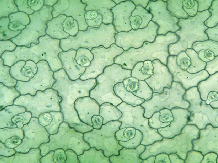 天竺葵叶下表皮显微镜图片