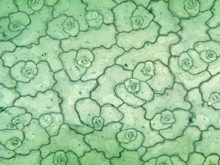 冀教版八上生物342蒸騰作用課件22張ppt