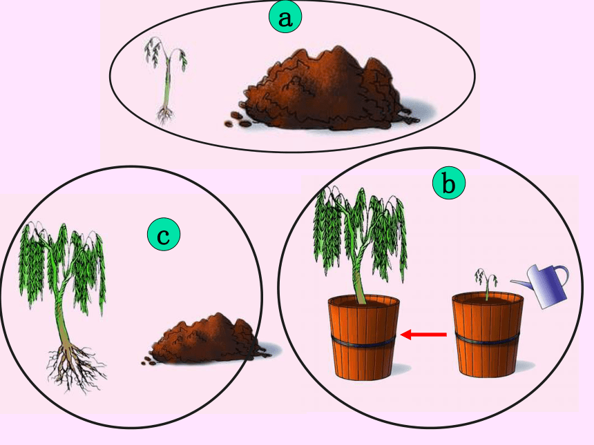 植物光合作用的发现课件(共22张PPT)