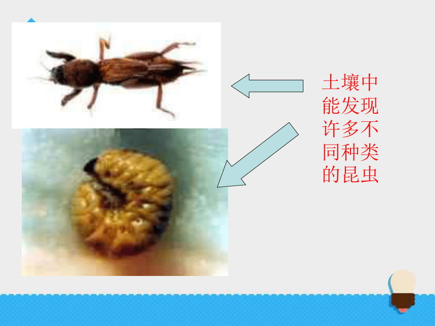 3.4《土壤中有什么》课件