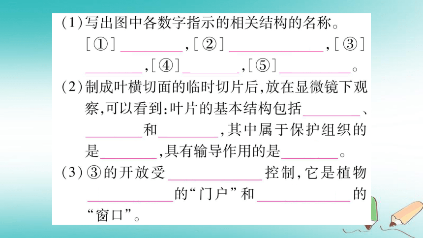 2018秋七年级生物上册第3单元第三_六章综合提升习题课件（26张PPT）