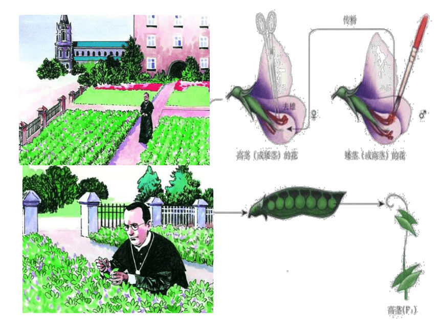 人教版生物八下7-2 第3节 基因的显性和隐性 课件（27张ppt）